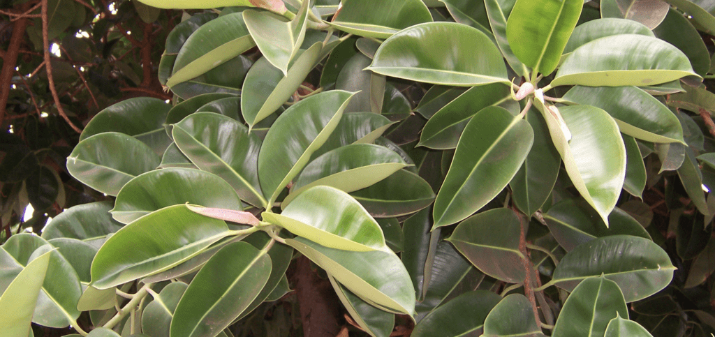 The Rubber Plant